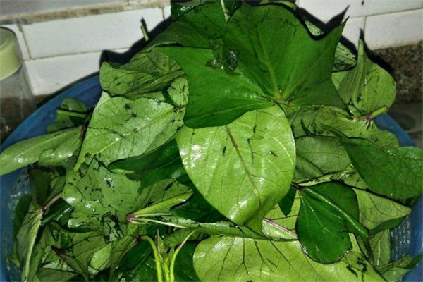 红薯叶的家常做法(地瓜叶怎么吃好吃又简单) 红薯叶的家常做法(地瓜叶怎么吃好吃又简单)