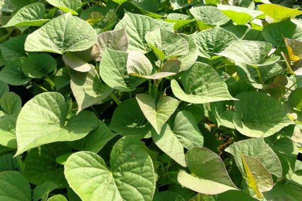 红薯叶什么时间摘最好(红薯叶什么时候可以采摘)