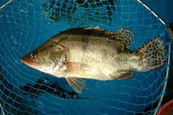 桂鱼和鲈鱼的区别(桂鱼和鲈鱼的区别在哪里)