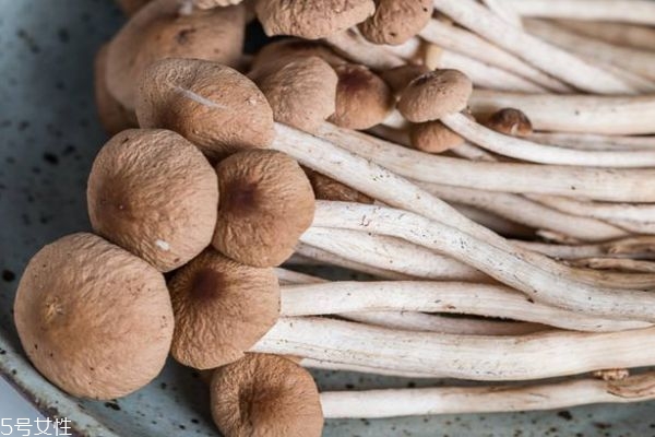 茶树菇食用有什么注意事项呢(茶树菇的禁忌)