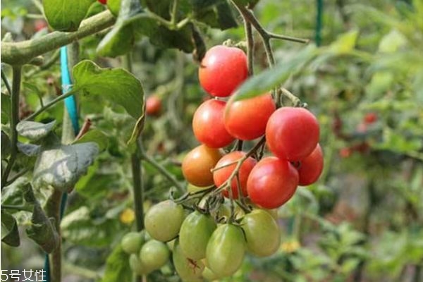 圣女果的功效有什么呢(圣女果有什么功效和作用)