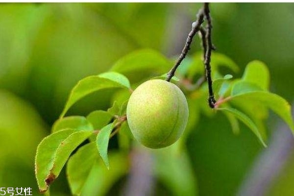 梅子有什么功效呢(梅子有什么功效和作用)