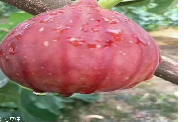 无花果有哪些食用禁忌呢(无花果食用价值及禁忌)