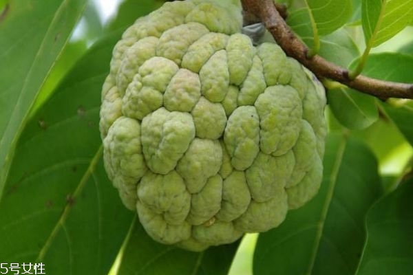 吃蛇皮果有什么好处呢(蛇皮果吃了对身体有什么好处)