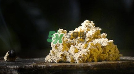 干茶树菇要泡多久(干茶树菇要泡多久才能炒)