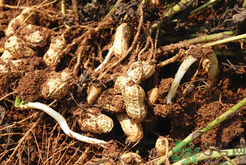 发芽的花生吃了会中毒吗,吃花生芽会不会中毒