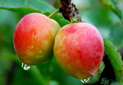 钙果是什么水果,钙果是什么水果好吃吗