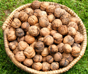 核桃受潮了怎么办 教你四种方法解决核桃受潮问题,核桃受潮了怎么办