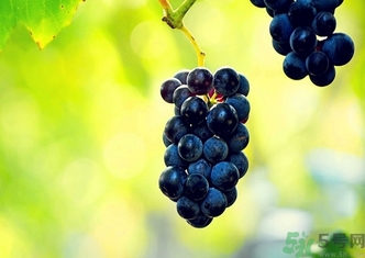 过期葡萄酒能喝吗?,过期的葡萄酒能喝吗不能喝有什么用