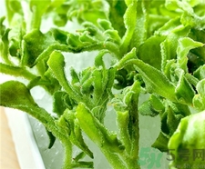冰菜的功效和作用及食用方法,水晶冰菜的功效和作用