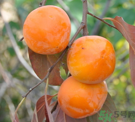 女人吃柿子有什么好处和坏处,吃柿子对身体有什么好处和坏处