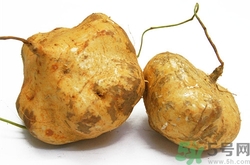 怀孕凉薯可以生吃吗,凉薯可以生吃吗,有什么危害吗