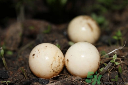 甲鱼蛋一天吃几个最好,甲鱼蛋一天吃几个为好