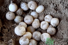 小孩能吃甲鱼蛋吗,小孩可以吃甲鱼蛋的功效和作用 小孩能吃甲鱼蛋吗,小孩可以吃甲鱼蛋的功效和作用