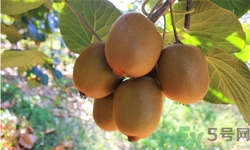 野生猕猴桃怎么泡酒有什么作用,野生猕猴桃怎么泡酒的做法