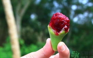 仙人掌果是什么味道,仙人掌果有什么功效