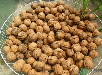 核桃怎么保存时间最长,核桃怎么保存最好方法