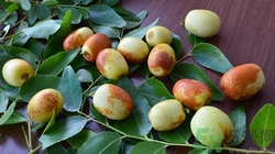 吃冬枣胀气怎么办,吃冬枣肚子胀气怎么办