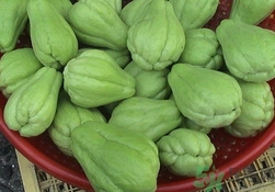 佛手瓜怎么挑选,佛手瓜怎么挑选种