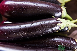 怎么判断茄子老嫩,怎么判断茄子老嫩图片