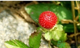 蛇莓是蛇吃的吗,蛇莓能吃吗?蛇莓的功效和作用