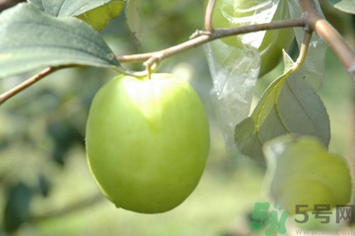 青枣怎么储存的时间长一点?,青枣怎么储存好?