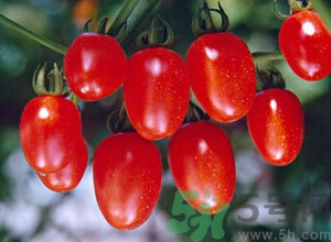 樱桃番茄的功效和作用禁忌,樱桃番茄功效和作用 樱桃番茄的功效和作用禁忌,樱桃番茄功效和作用