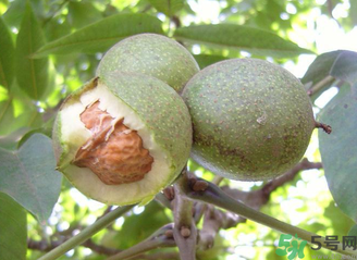 新鲜核桃吃多了会怎么样,新鲜核桃吃多了有什么危害 新鲜核桃吃多了会怎么样,新鲜核桃吃多了有什么危害