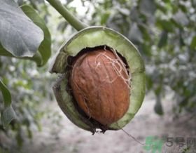 湿核桃怎么保存最好方法,新鲜湿核桃怎样保鲜