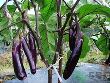 白茄子和紫茄子的区别,白茄子和紫茄子功效一样吗 白茄子和紫茄子的区别,白茄子和紫茄子功效一样吗