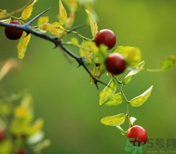 怎么判断酸枣仁是生的还是熟的,生熟酸枣区别