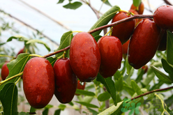 鲜枣蒸着吃的好处,吃蒸的鲜枣好处和坏处 鲜枣蒸着吃的好处,吃蒸的鲜枣好处和坏处