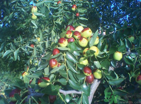吃熟枣的好处和坏处,吃熟枣的好处