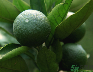 桔子怎样吃不上火,青桔子上火还是去火