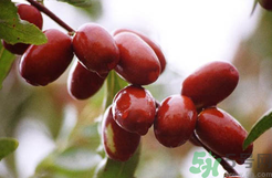 鲜枣是发物吗,鲜枣是发物吗?慢性荨麻疹可以吃吗