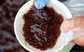 红线虫有什么用,红线虫和红虫 红线虫有什么用,红线虫和红虫