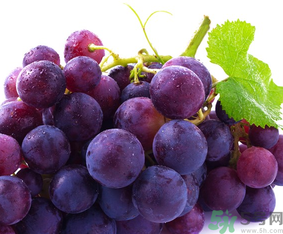 新鲜葡萄怎么放冰箱保存,葡萄可以放冰箱保鲜吗