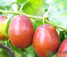 吃新鲜红枣的好处和功效,吃新鲜红枣的好处