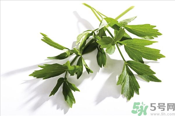 香菜煮水祛斑的方法,香菜祛斑的方法