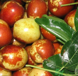 减肥 红枣,减肥可以吃鲜枣吗 减肥 红枣,减肥可以吃鲜枣吗