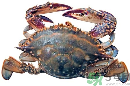 活螃蟹的保存,收到活螃蟹的保存方法