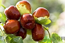 新鲜冬枣可以放冰箱吗,冬枣能放冰箱吗