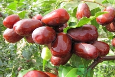 新疆和田玉枣多少钱一斤,和田玉枣多少钱一斤?