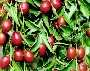 鲜枣怎么保存,新鲜枣如何保存方法