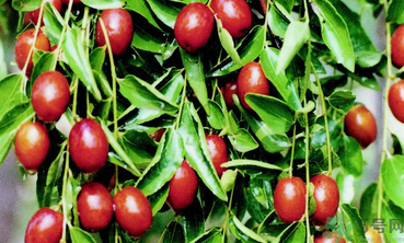 鲜枣怎么冷冻保存,鲜枣可以冷冻保存吗