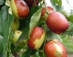 小孩吃冬枣好不好,冬枣怎么吃最好 小孩吃冬枣好不好,冬枣怎么吃最好