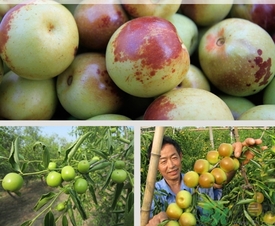 柿子不能和什么一起吃会中毒,柿子不能和什么一起吃?