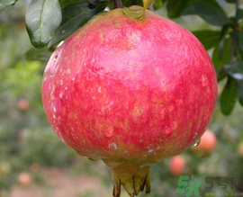 软籽石榴的营养成分,软籽石榴的营养价值