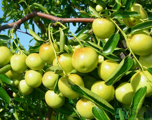 青枣子吃多了会怎么样,青枣吃多了会不会有什么影响?