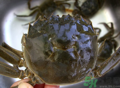 河蟹可以速冻保存吗?,河蟹能冷冻保存吗?